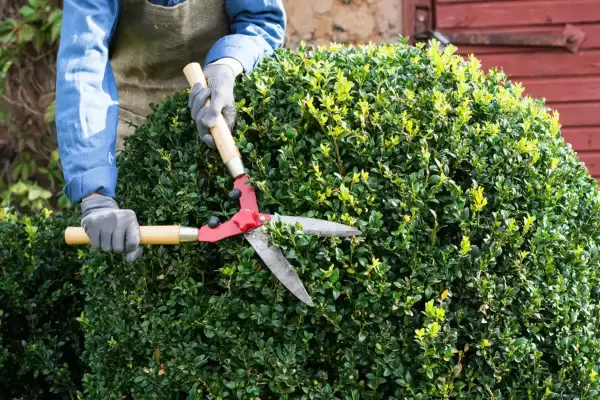 Bush Trimming Bush Trimming